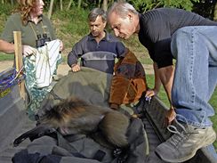 editel brnnsk zoo Martin Hovorka (vpravo) pomh nakldat uspanho pavina na golfov elektrovozk