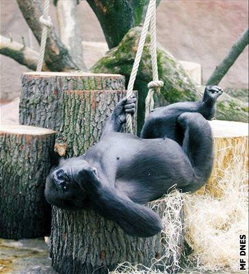 MEX: Gorily mají nový obývák