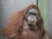 Orangutaní samice Wilhelma