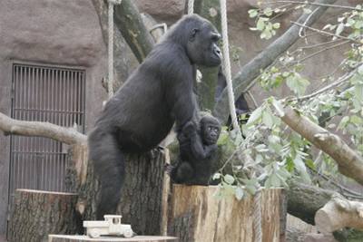 Gorilí mlád Tatu ve výbhu v den svého ktu.