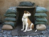 afghánský pes v péi kanadských voják