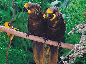 Tenerife - Loro Parque show