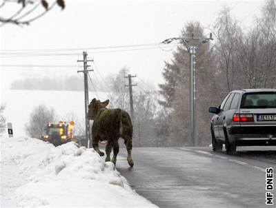 Lidé v Oechov mohli ráno na silnici potkat mladého býka.