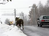 Lidé v Oechov mohli ráno na silnici potkat mladého býka.