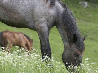 Slovensko, Murnsk planina