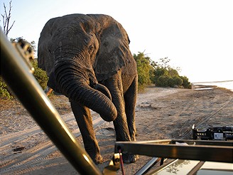 Na safari v Botswan