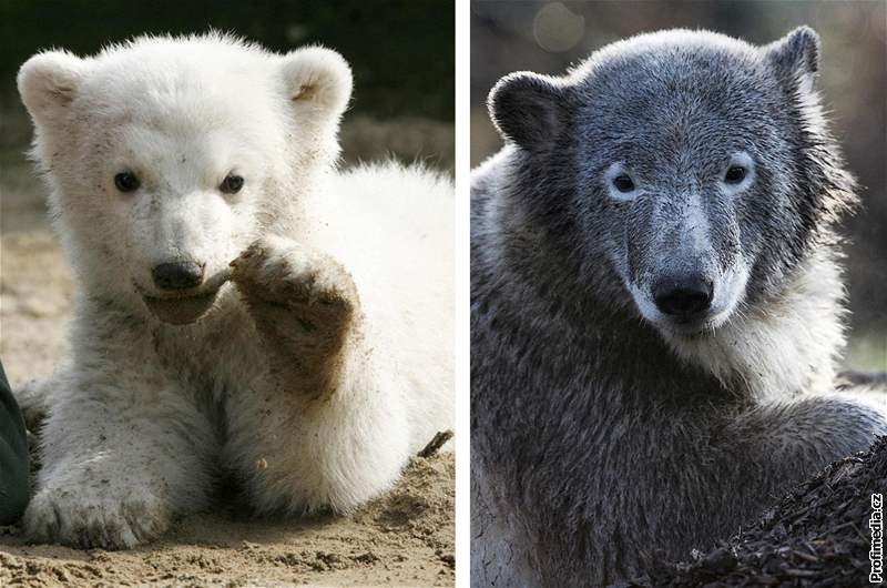Knut za rok poádn vyrostl. Váí u 110 kilogram.