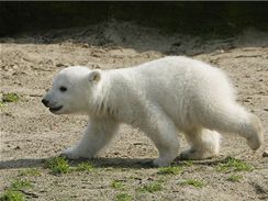 Medvd Knut na prochzce