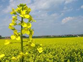 Evropská agentura pro ivotní prostedí chce pehodnocení souasné politiky biopaliv.