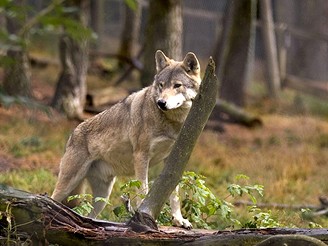 Francie, vl park Les Loups du Gvaudan 