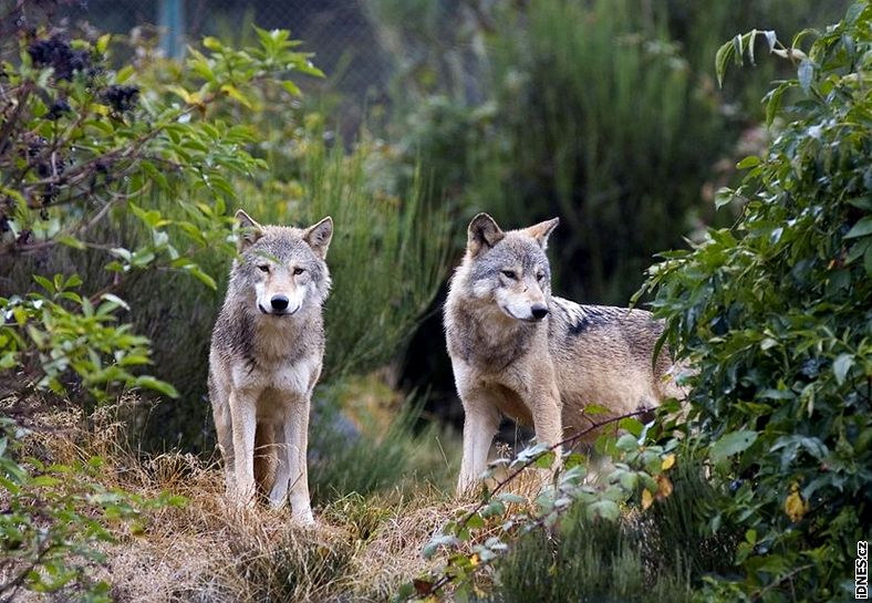 Vlí park Les Loups du Gévaudan ve Francii. Na snímku vlk kanadský