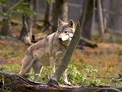 Zatím není jasné, zda se vlci vrátí do Krkono natrvalo, i zstane jen u podobných náhodných návtv osamlých jedinc i malých skupinek. (ilustraní snímek)