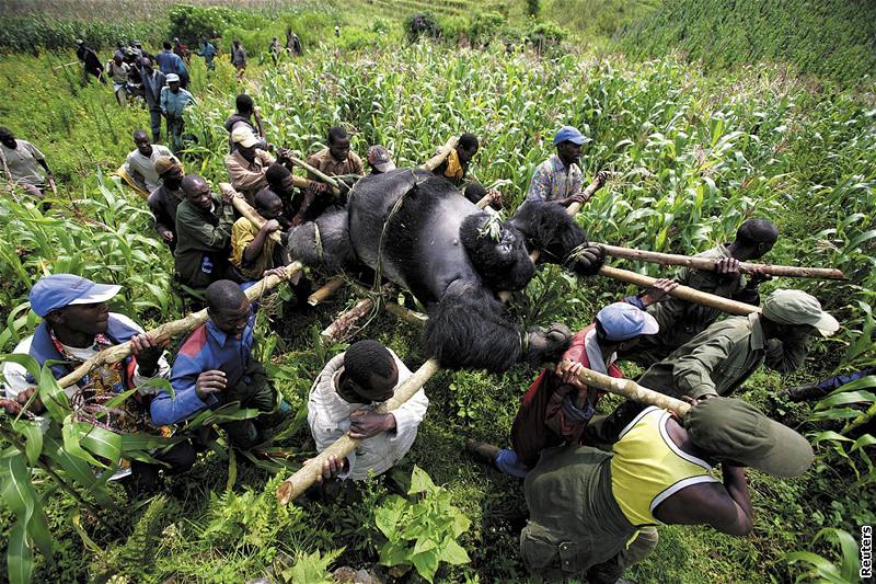 Gorilí samec Senkwekwe na fotografii Brenta Stirtona. Ve World Press Photo...