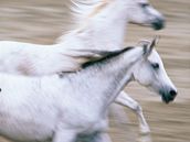Na námstí Svobody se ukáou kon i jejich jezdci. Ilustraní foto