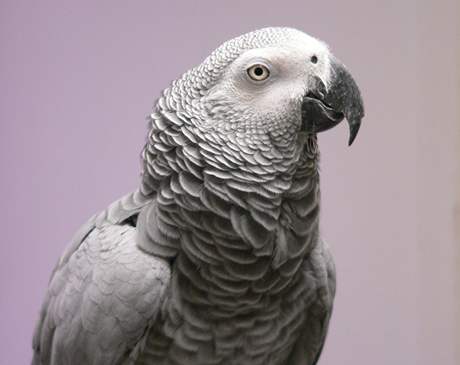 Rodina Nakamurových uila svého papouka vyslovit své jméno a adresu asi dva roky.