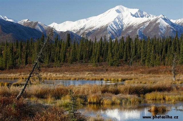 Národní park Katmai má nejvtí hustotu medvd na míli tverení na svt.