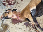Celkem 13 ovcí a koz zabili dva zdivoelí psi, kteí se dostali kolem plnoci na 26. února do dtské ásti praské zoo