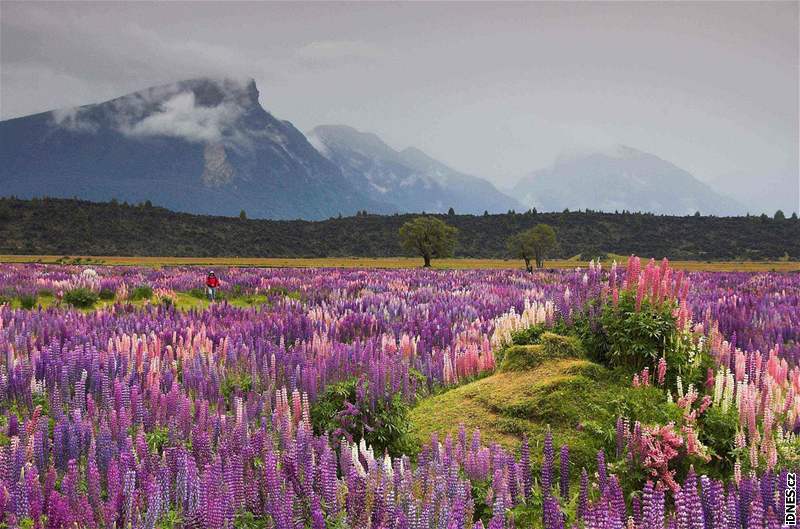 Píroda je na Zélandu nádherná a v okolí horských masiv to platí dvojnásobn.