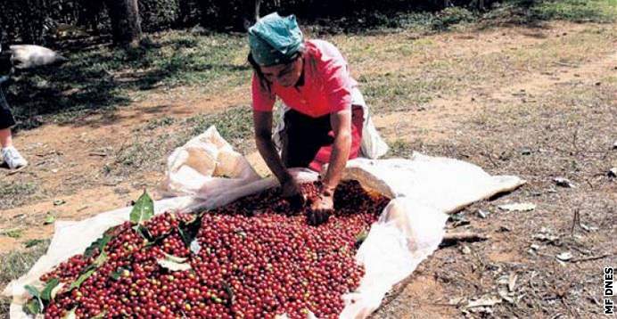 (ilustraní snímek) - V Salvadoru mete navtívit kávovníkovou plantá. Na...
