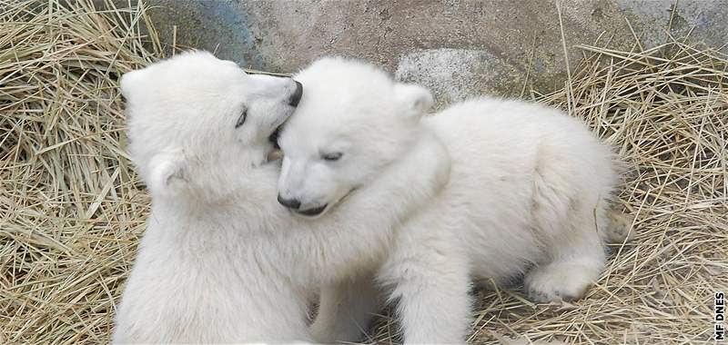 Medvíata pitáhla o víkendu do zoo plno lidí