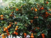 ovoce, ze kterho se vyrb likr Kumquat, Korfu