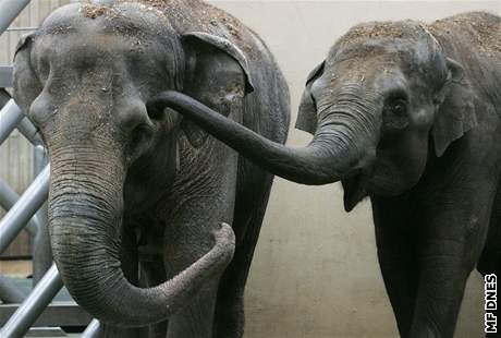 Slonice slona indického Johti a Vishesh