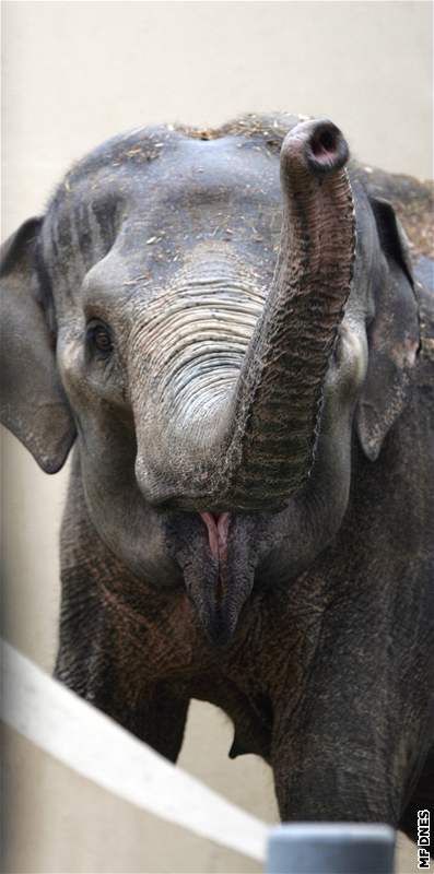 Slonice slona indickho Johti a Vishesh