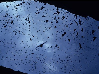 Carlsbad Caverns, Nov Mexiko, USA