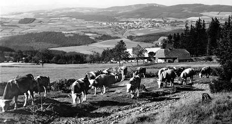 Vyhánní dobytka na Flusárn u Kaperských Hor na archivním snímku J. Seidela kolem roku 1930.