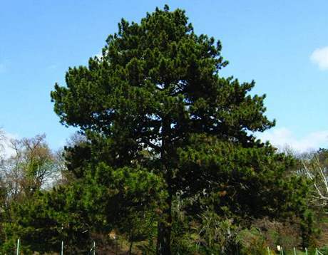 O titul Brnnský strom roku 2008 soutí i borovice z Kociánky