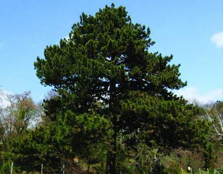 O titul Brnnský strom roku 2008 soutí i borovice z Kociánky