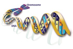 DNA