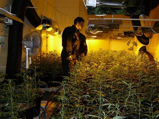 Odhalená pstírna marihuany v Chodov na Sokolovsku