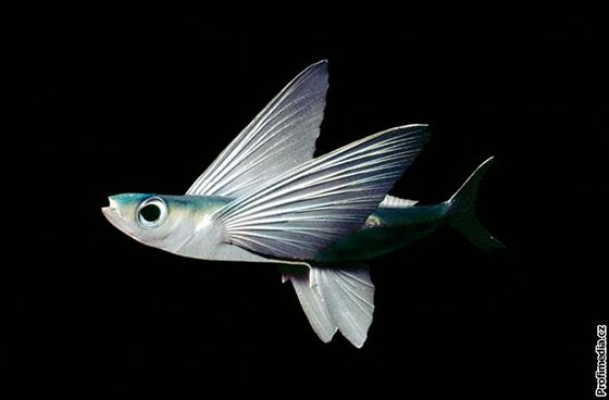 Létající ryba rodu Exocoetidae