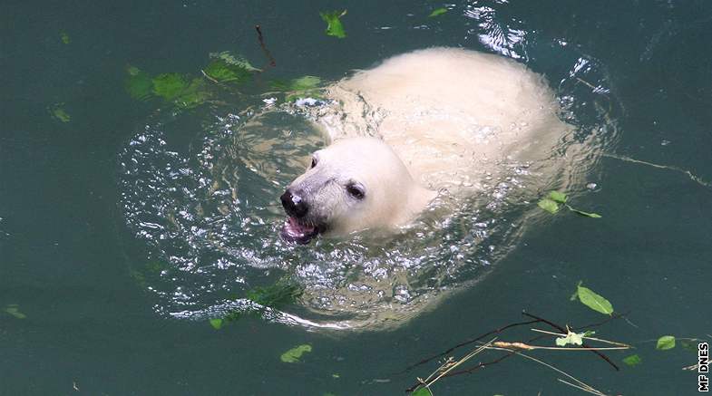 Ktiny estimsíních medvíat v brnnské zoo