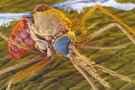 Komár, penáející malárii