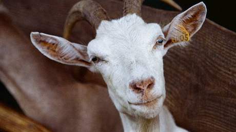 During the Jewish holiday of Yom Kippur, a goat was usually sacrificed in religious ceremonies to God