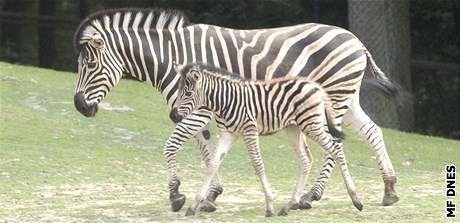 Brnnská zoo má nový pírstek - mlád zebry Chapmannovy