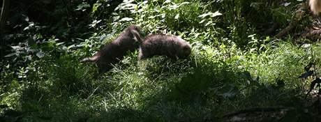 Dvojata vlka arktickho z brnnsk zoo
