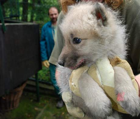 Vlata vlka arktickho z brnnsk zoo byla okovna