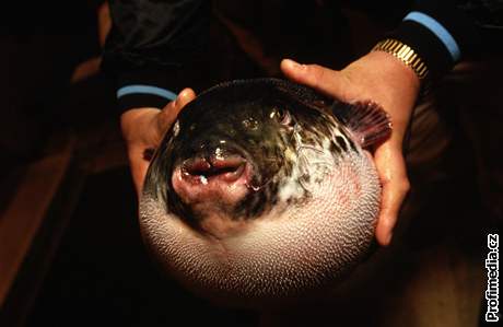 Fugu