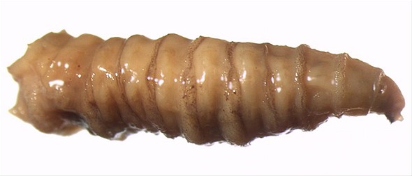 Farma na mrtvoly - larva mouchy