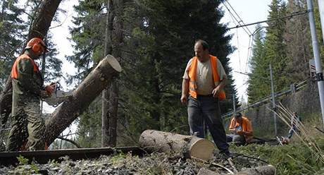 Pi kácení stromu spadl na 51letého mue na Vsetínsku strom a ván jej zranil. Ilustraní foto