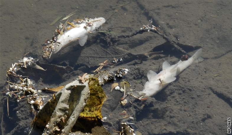 V mlýnském náhonu uhynuly ryby