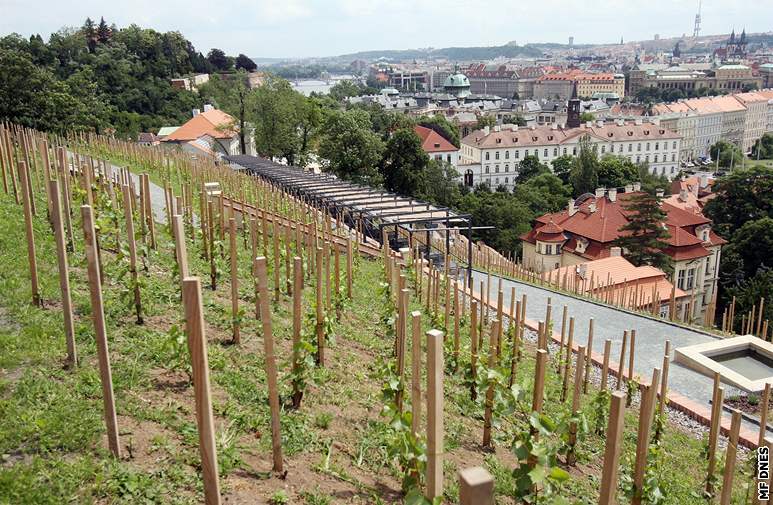 Svatováclavská vinice má rozlohu tém 7 000 metr tvereních