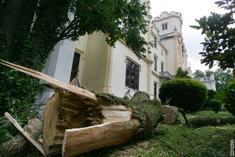 Padlé kmeny v zámeckém parku ve Vrái u Písku.