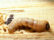 Larva tesaříka Larva tesaříka