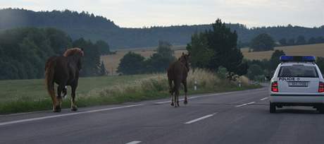 Kon na karlovarsk silnici