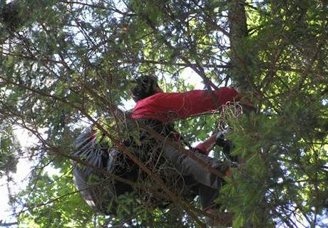 Zchrana parautisty, kter uvzl v korun strom nedaleko obce Poleka na Klatovsku. . 