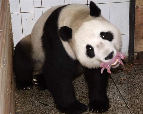 Panda Guo Guo porodila dvojata.